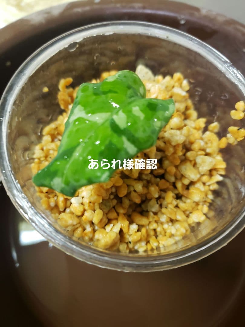 【確認専用Aglaonema pictum Andaman サマート氏、出射氏