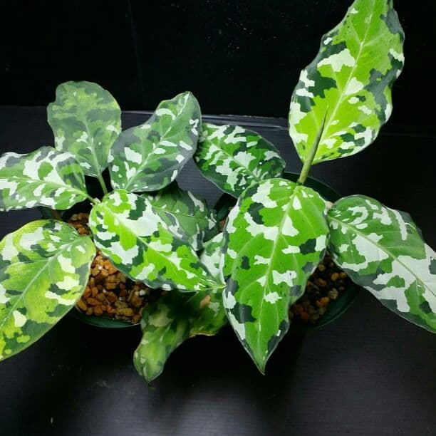 【確認専用Aglaonema pictum Andaman サマート氏、出射氏