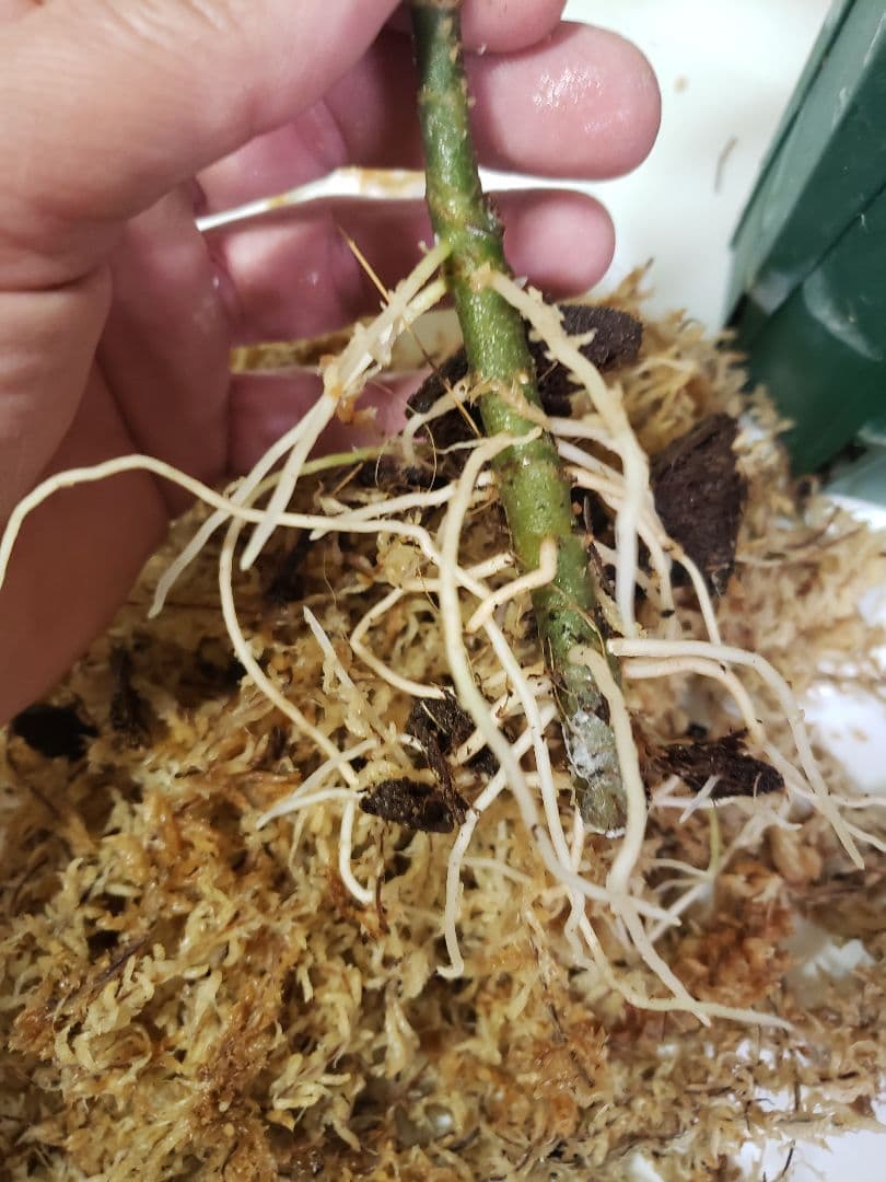 【確認専用Aglaonema pictum Andaman サマート氏、出射氏