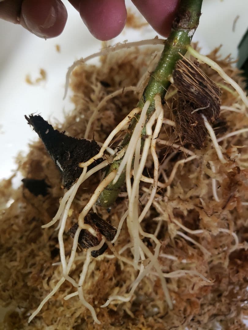 【確認専用Aglaonema pictum Andaman サマート氏、出射氏