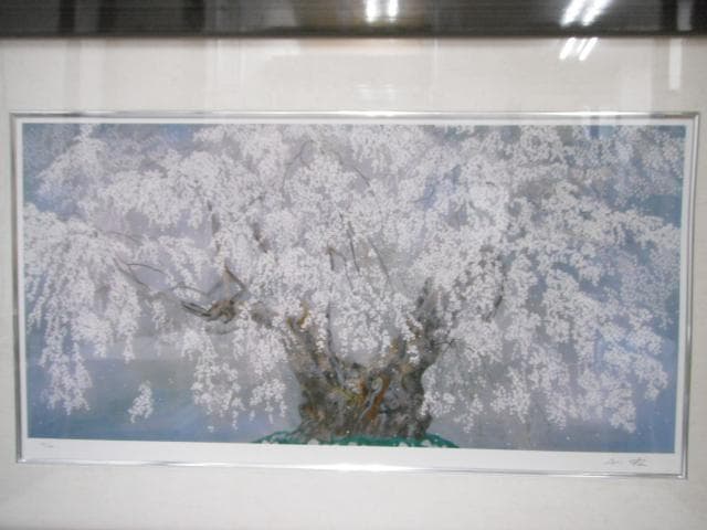 ※真作 中島千波 ジクレー 坪井の枝垂れ桜 額装 直筆サイン