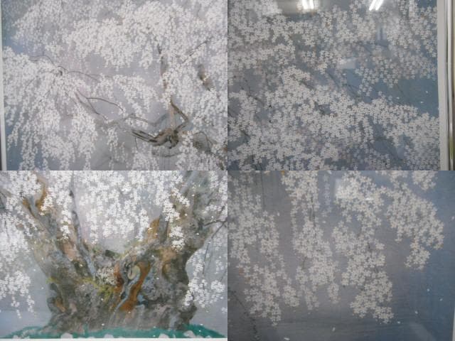 ※真作 中島千波 ジクレー 坪井の枝垂れ桜 額装 直筆サイン