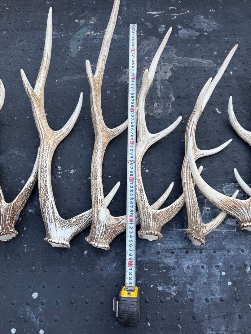 鹿の角☆蝦夷鹿☆14本セット売り☆