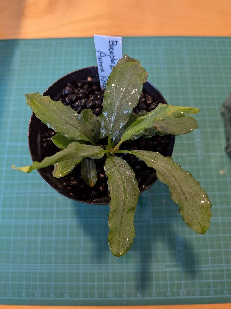 ブセファランドラ　オーロラ　水上葉