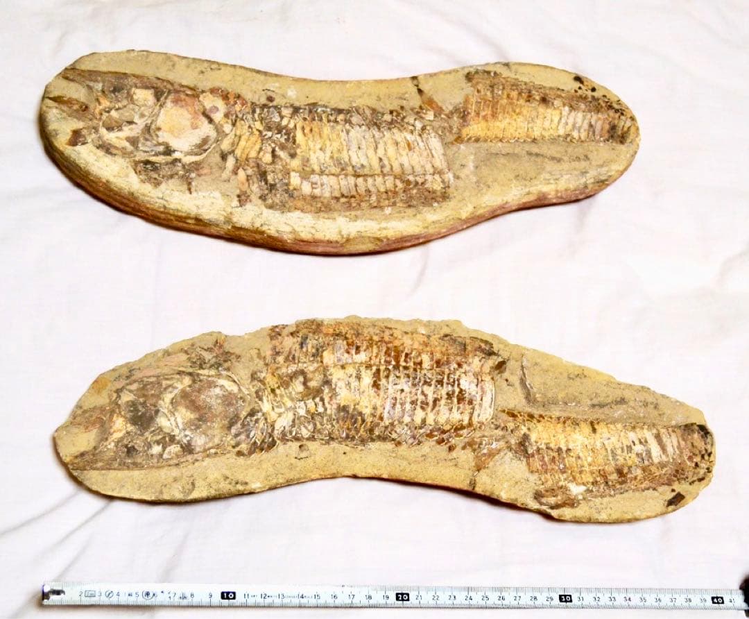一億数千年前の獰猛・絶滅古代魚ヴィンクティフェルの希少美ネガポジ大型化石