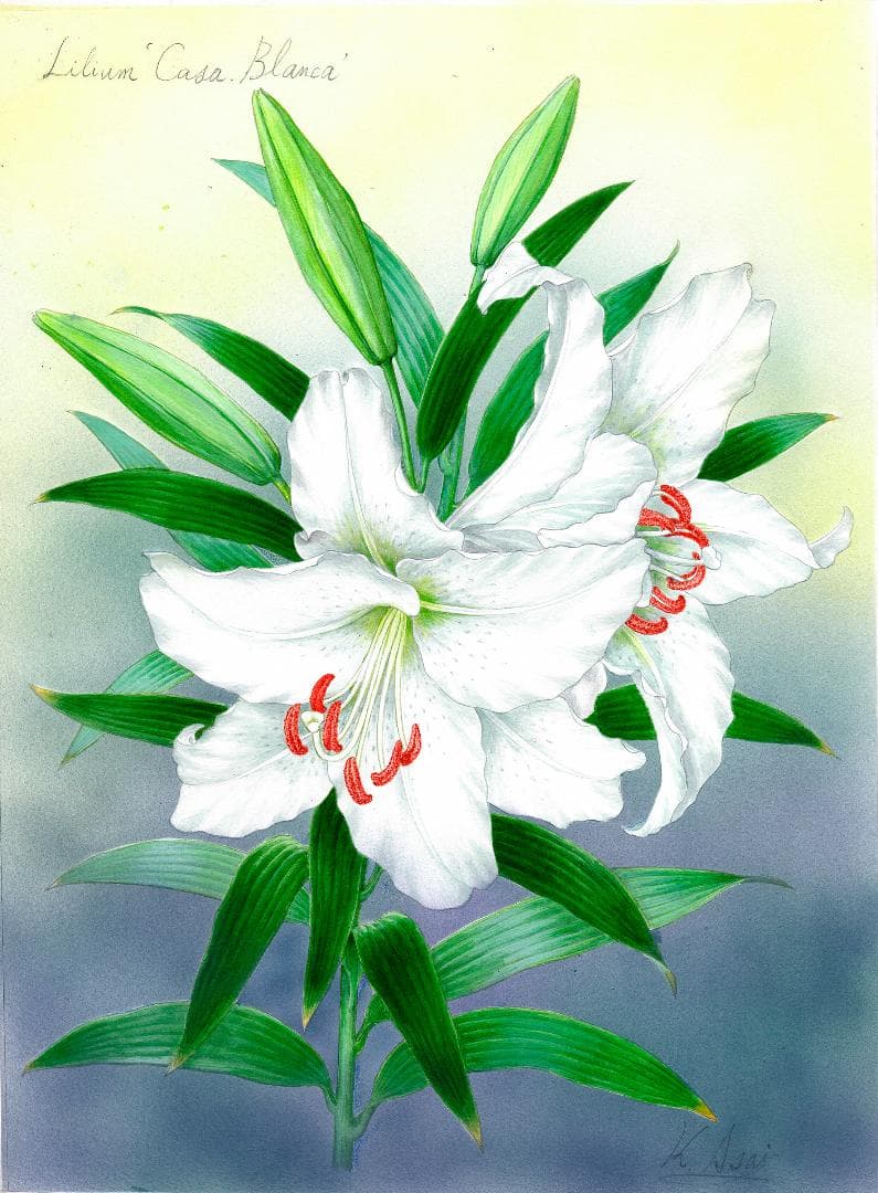 【絵画】ボタニカルアート　「カサブランカ　純白の貴婦人」原画