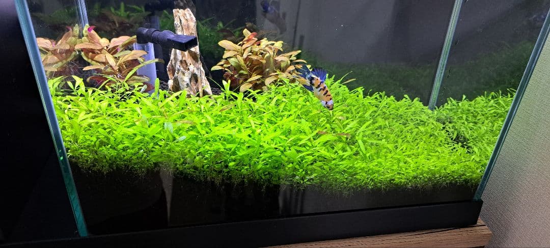 【週末値引きセール中】AQUA-U WIDE（その他付属品付き）