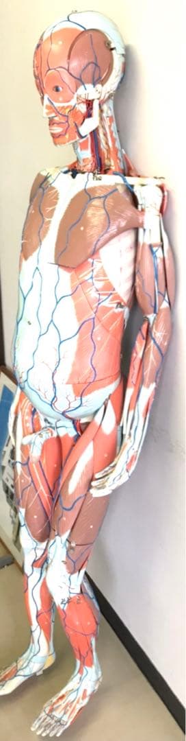 人体解剖模型♡ 京都科学