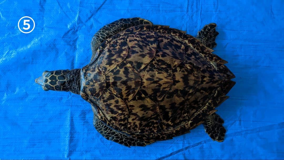 ⑤うみがめ〚タイマイ〛の剥製　 　壁掛けフックつき