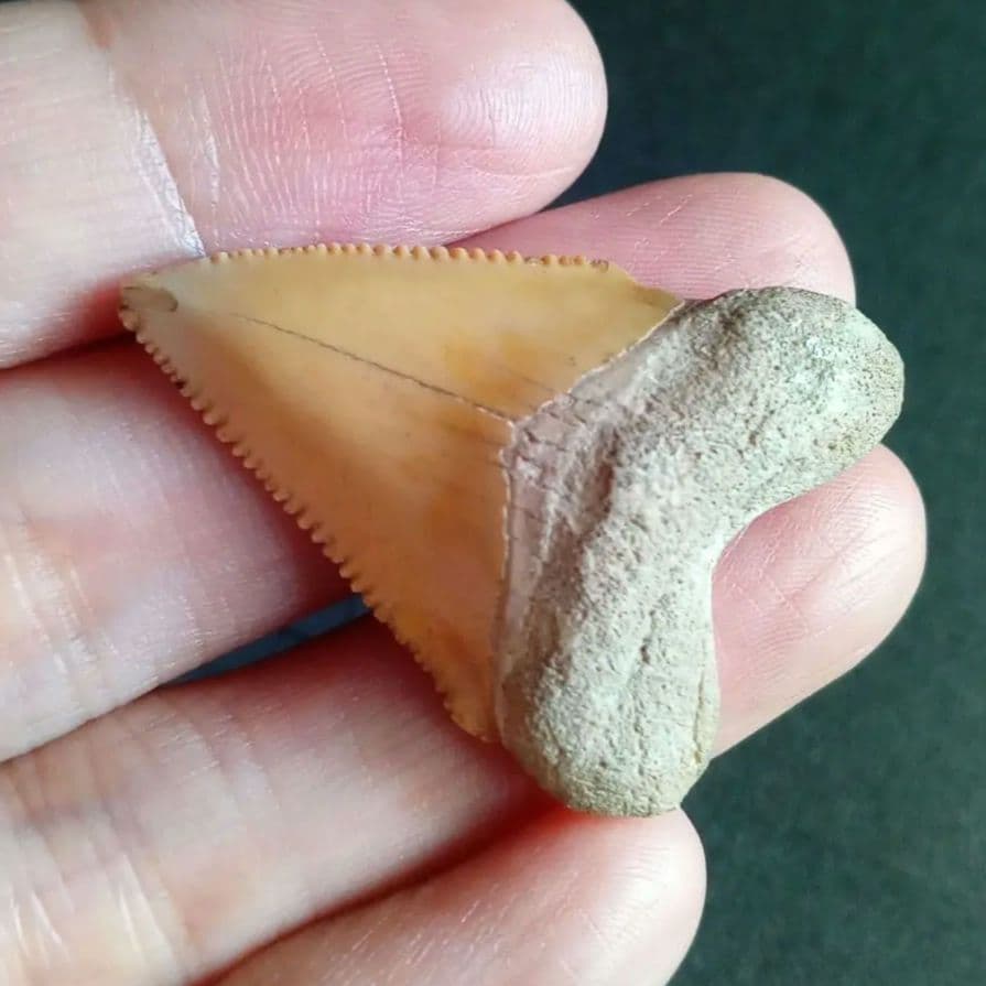 サメの歯化石　メガロドンの祖先種　希少種　カルカロクレス・チュブテンシス