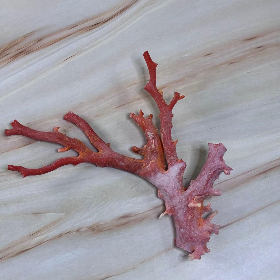 珊瑚　サンゴ　原木　希少　重さ56ｇ　オブジェ　置物　素材