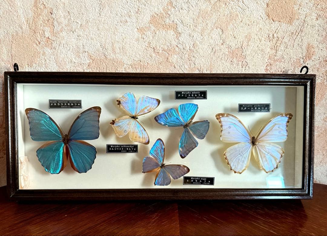 名和昆虫博物館　蝶の標本　5種類