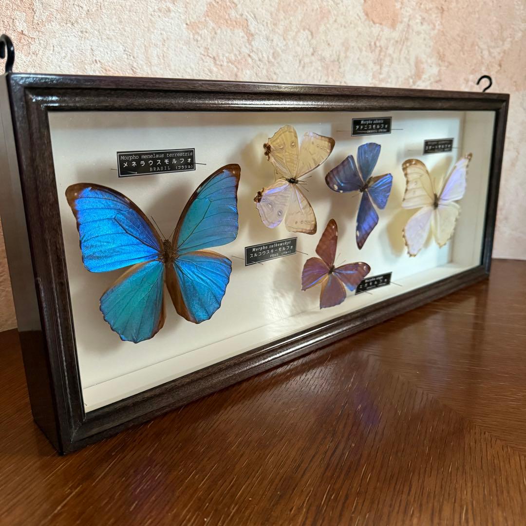 名和昆虫博物館　蝶の標本　5種類