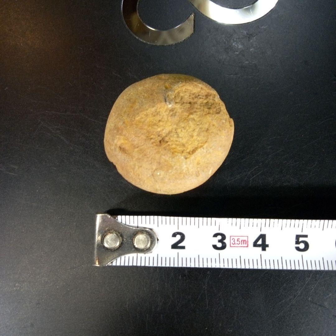 三葉虫　化石　ボリビア産　南アメリカ　trilobite　南米産fossil⑥