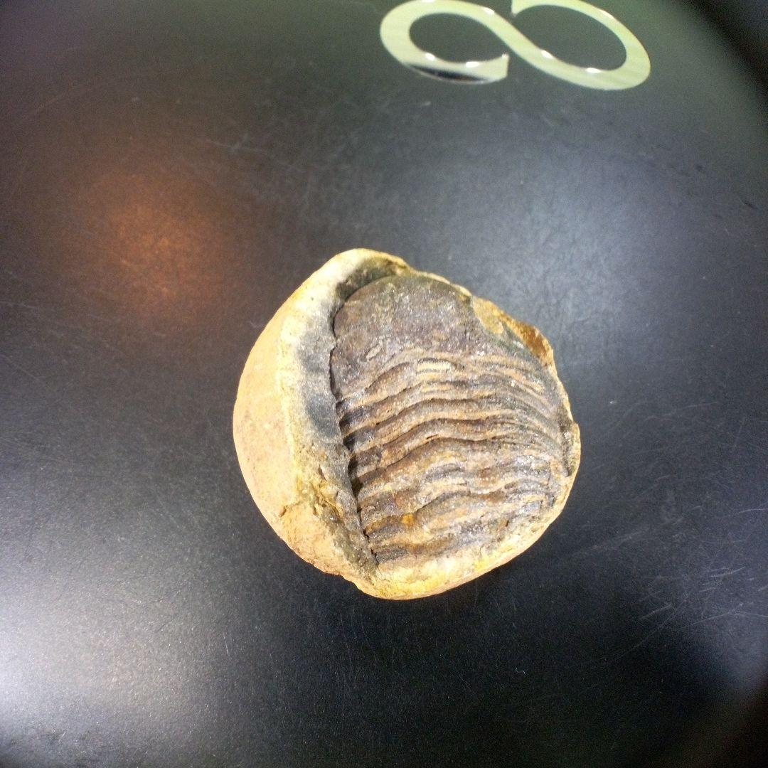三葉虫　化石　ボリビア産　南アメリカ　trilobite　南米産fossil⑥