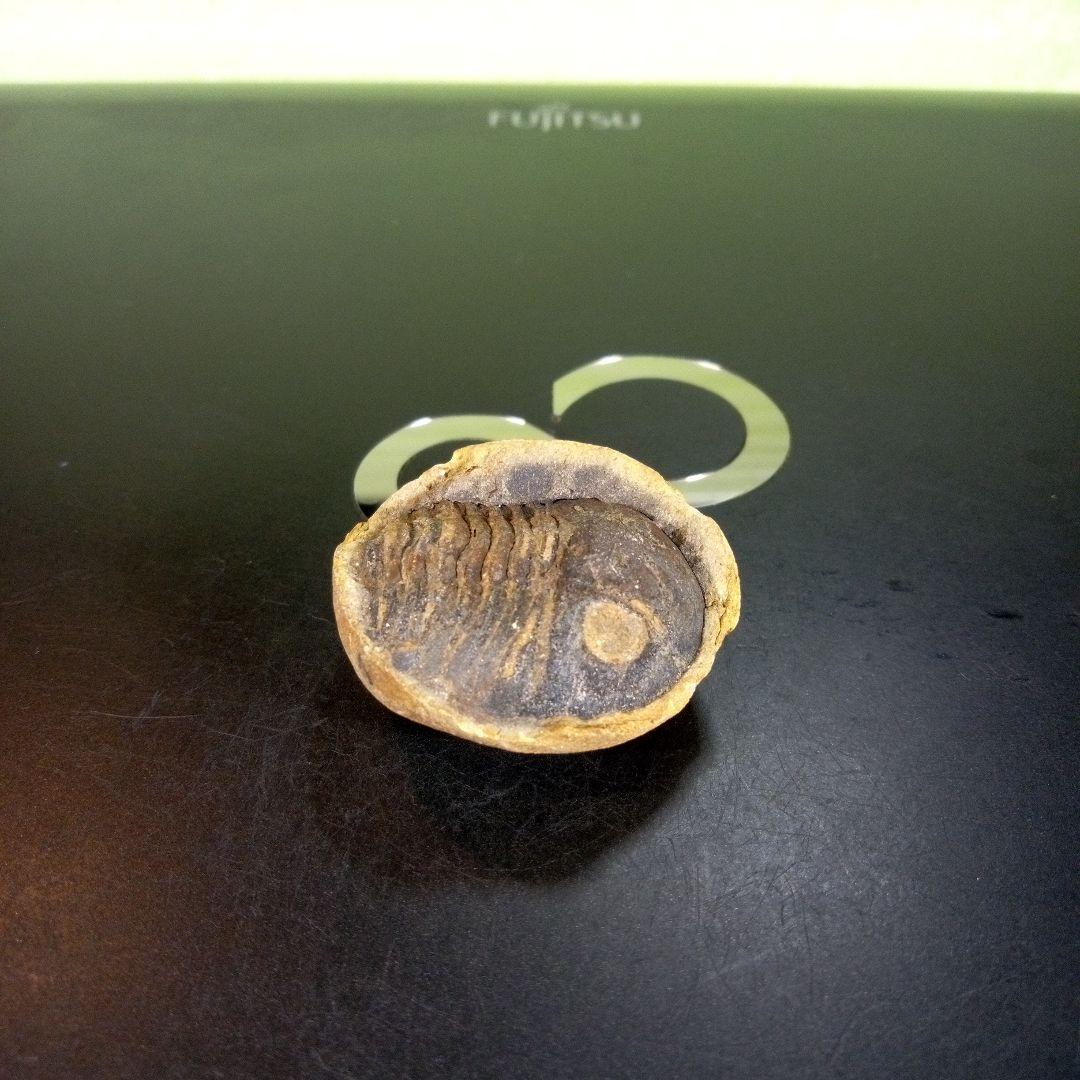 三葉虫　化石　ボリビア産　南アメリカ　trilobite　南米産fossil⑥