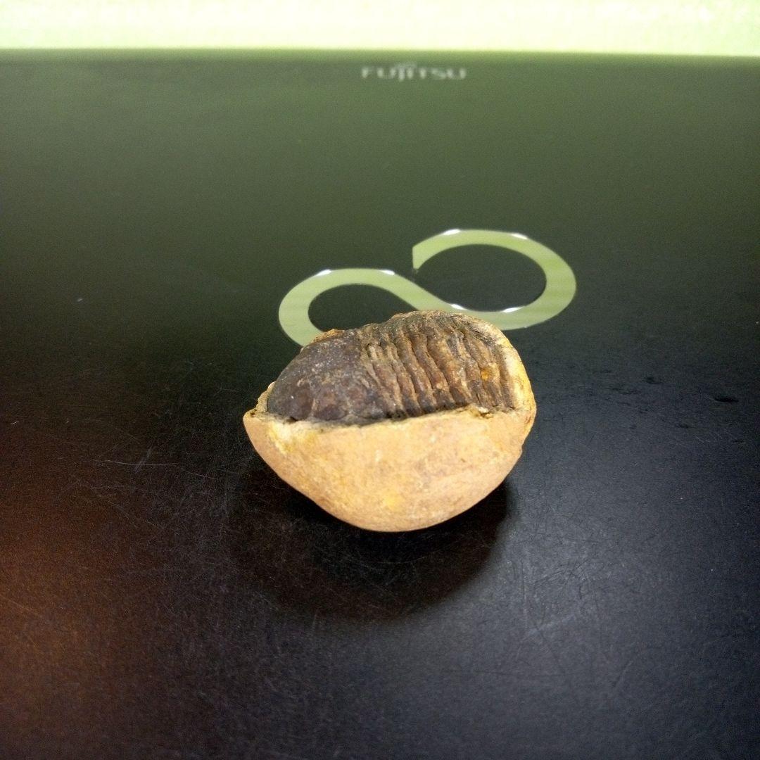 三葉虫　化石　ボリビア産　南アメリカ　trilobite　南米産fossil⑥