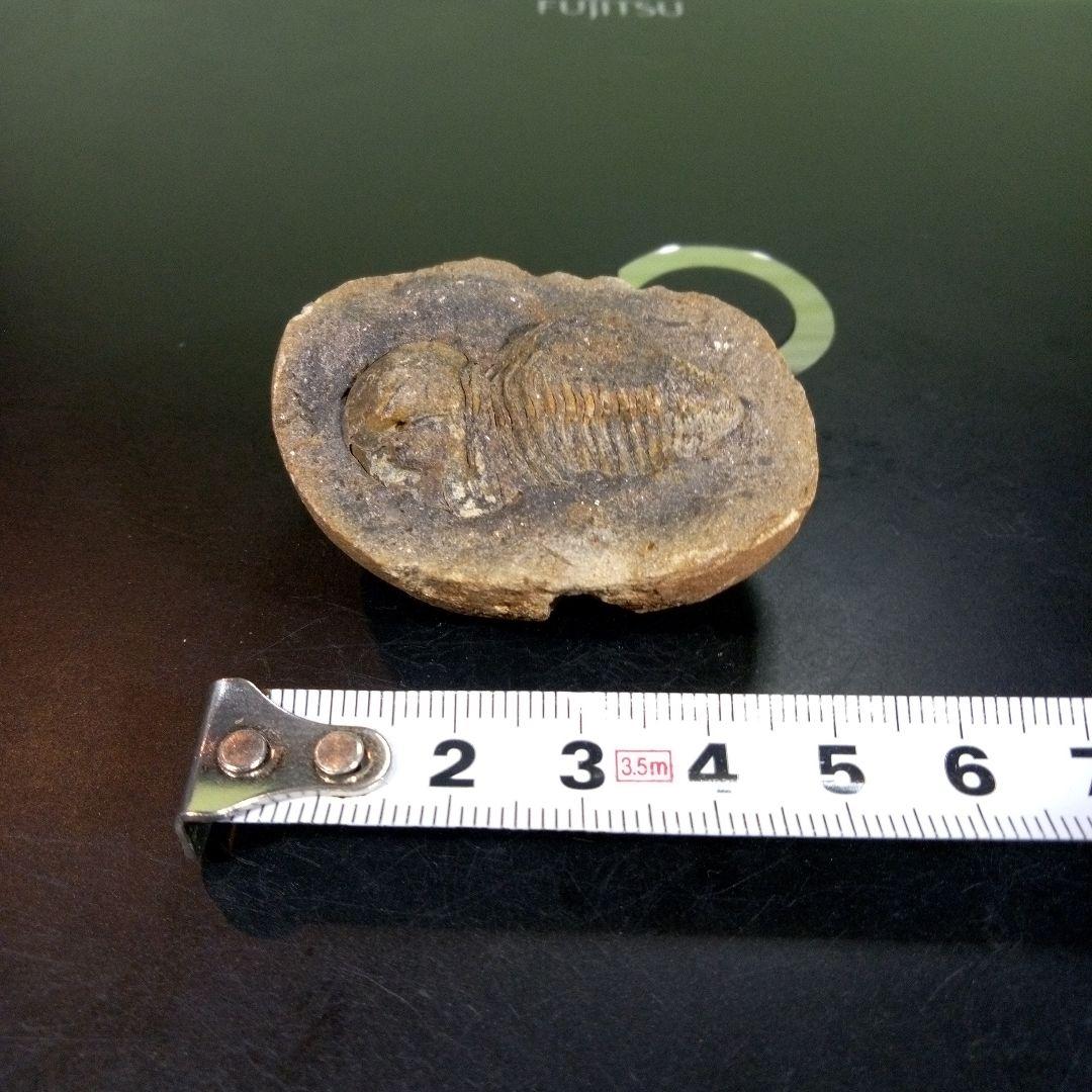 三葉虫　化石　fossil　ボリビア産　trilobite　三葉虫判別③