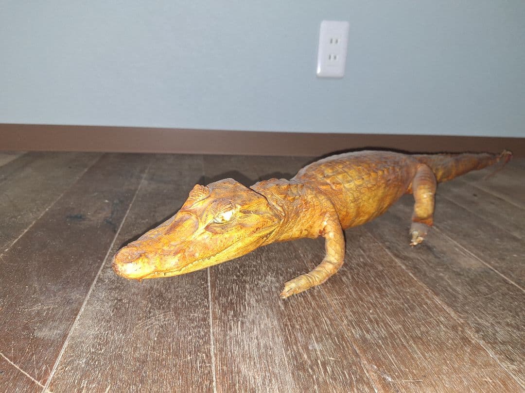 ワニ皮製ワニ型レイアウト用品 約60cm