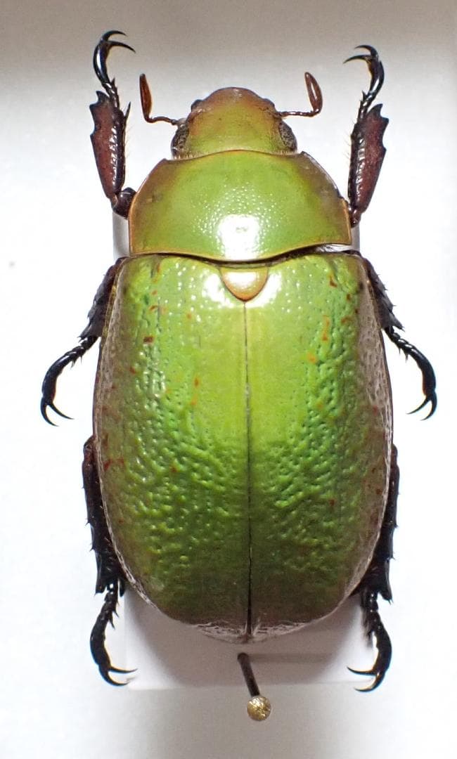 逆光で色が変わる　ボウカルディプラチナコガネ　標本