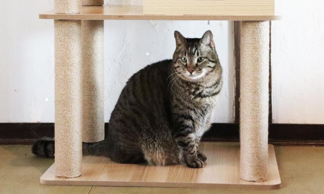 アウトレット1 キャットタワー 木製 宇宙船　展望台　多頭飼い 大型 178cm