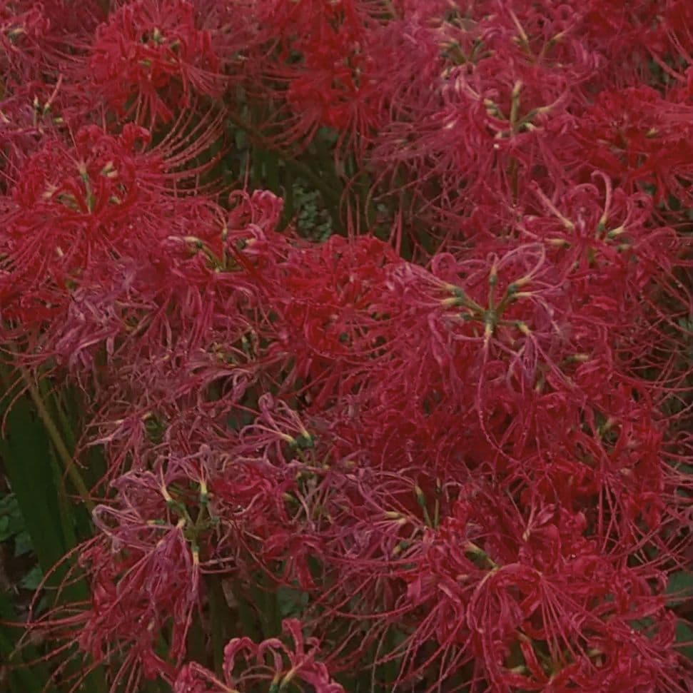 ゆきや様 お取り置き