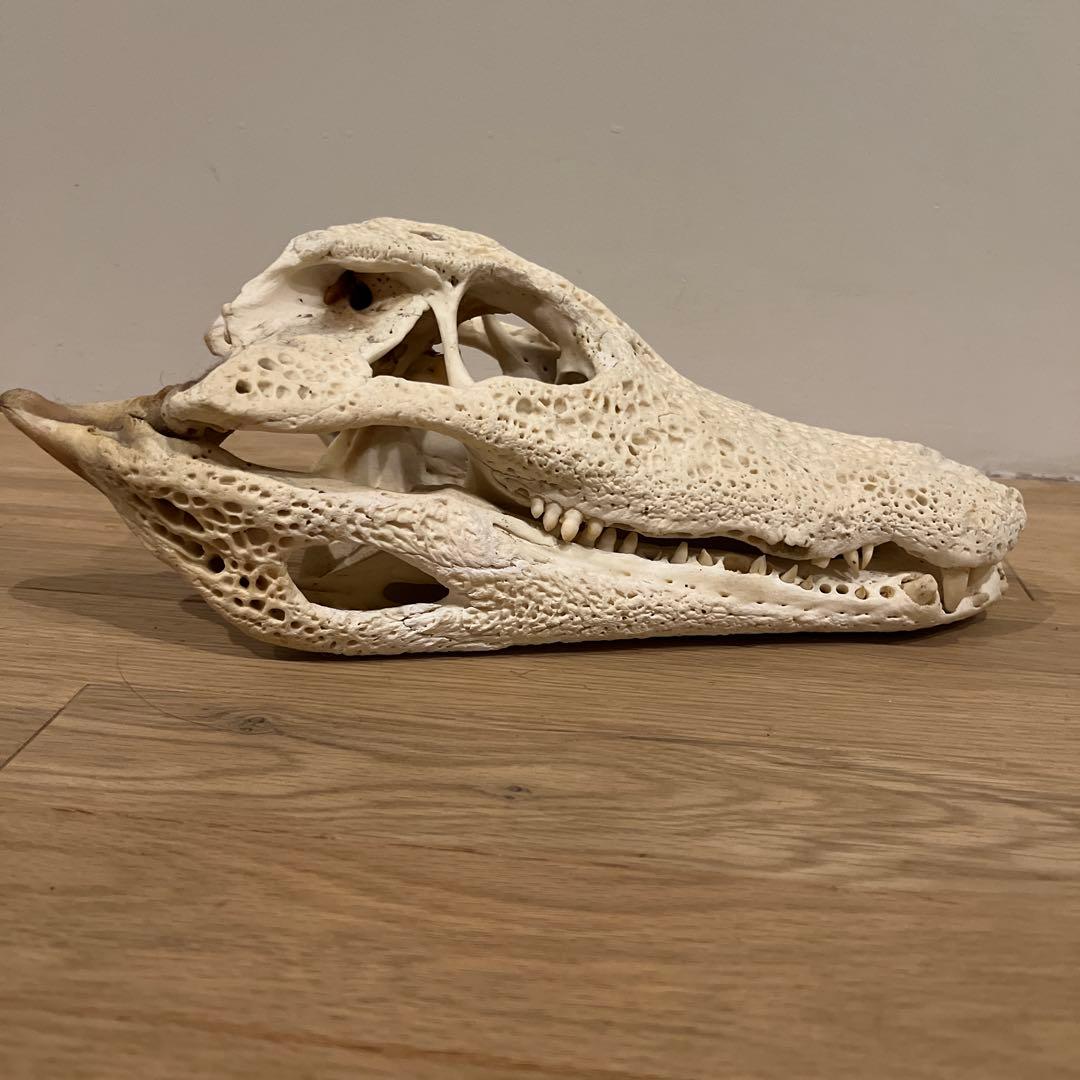 ワニ 鰐 頭骨 頭蓋骨 頭骨標本 中型 インテリア装飾用