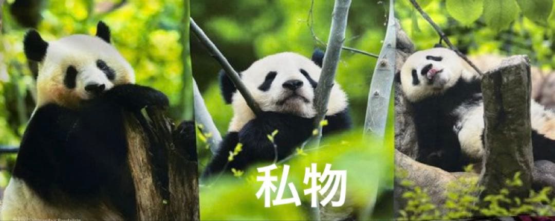 パンダ自身フェス 3きょうだいタオル　シャンシャン シャオシャオ レイレイ