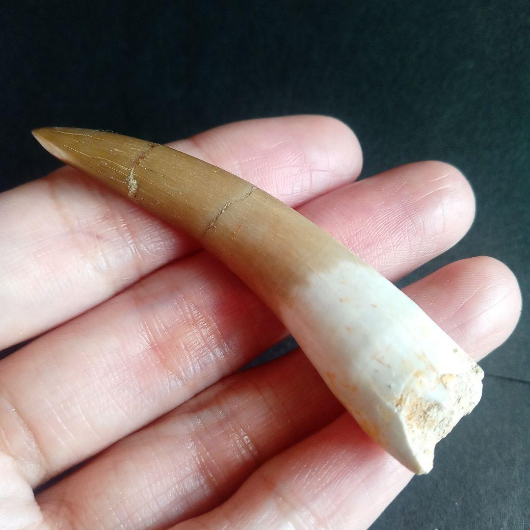 首長竜　プレシオサウルス　歯化石　特大