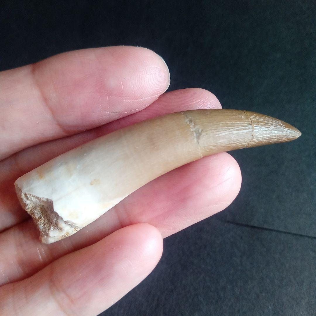 首長竜　プレシオサウルス　歯化石　特大