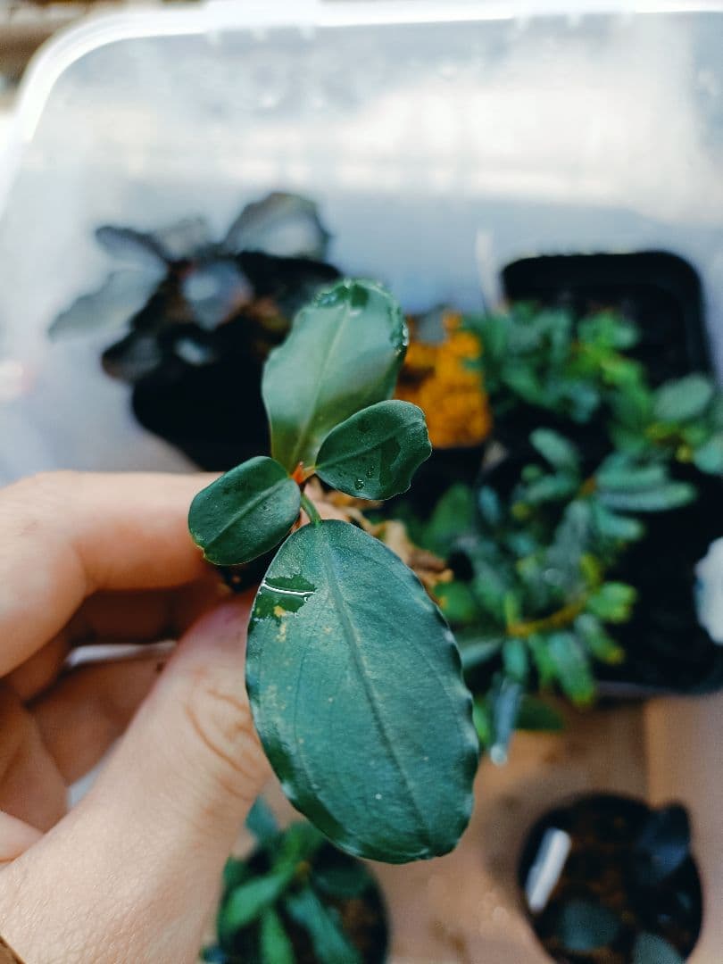 Ｃ*Ｒ様 ブセファランドラsp. オリーバ