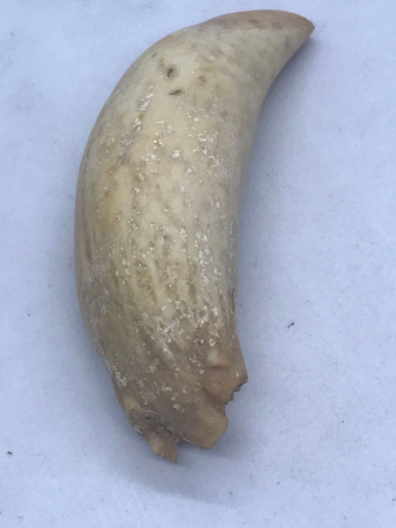 鯨歯 マッコウクジラ 4本 合計515g