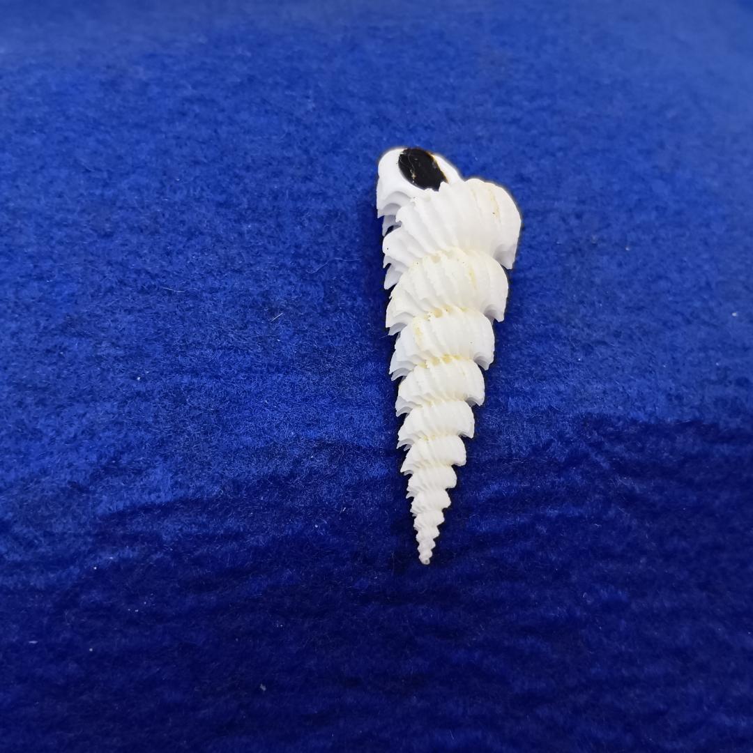 貝標本ヤエバイトカケ（蓋付）