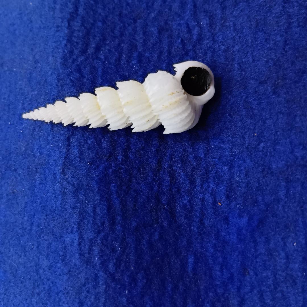 貝標本ヤエバイトカケ（蓋付）