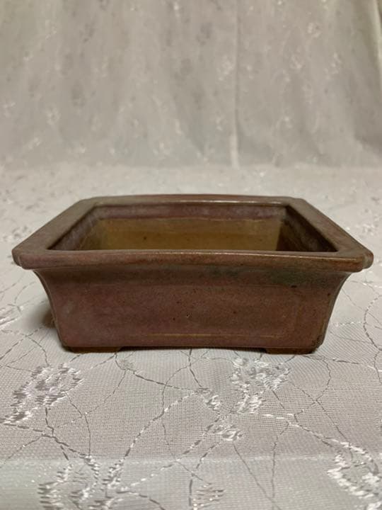 天竜石仙　盆栽鉢