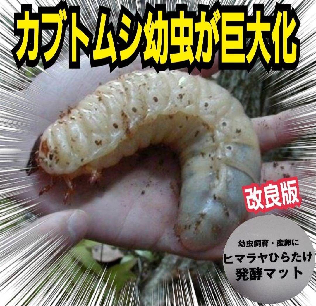 雑虫がわきません！カブトムシ幼虫の餌　産卵に！　発酵マット【60リットル】