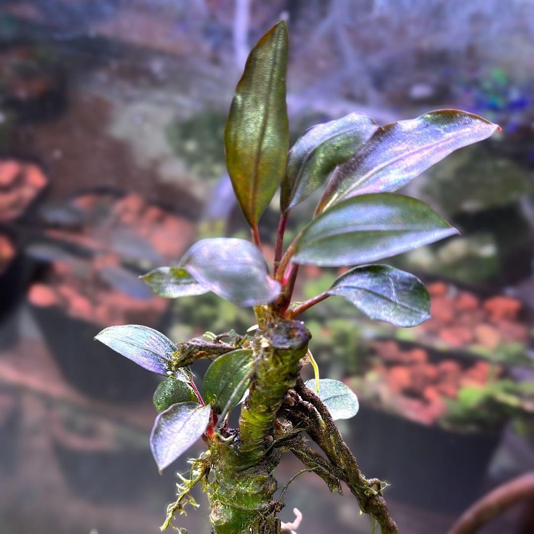 G*k様 ブセファランドラ Motleyana 新芽沢山あり　5株トリム可能