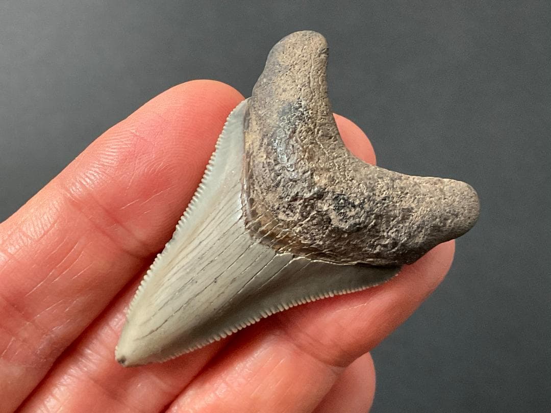 メガロドン 化石 [MG218] サメ 歯