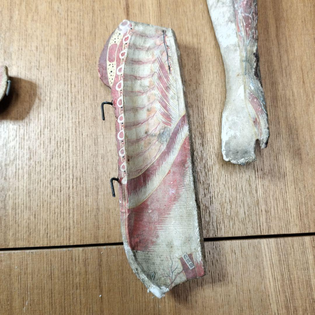 張り子製 人体模型 約60cm