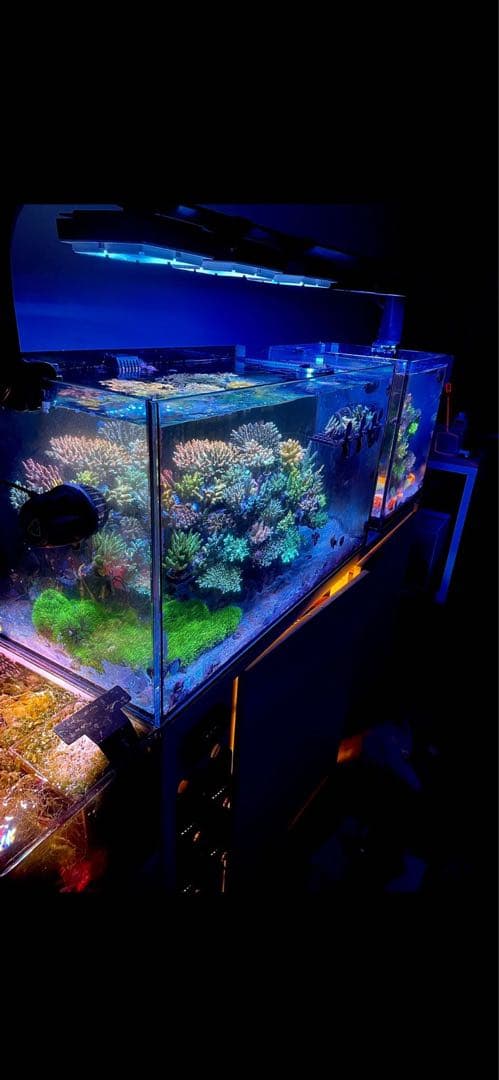 Ecotech Marine MP40QD x2機セット