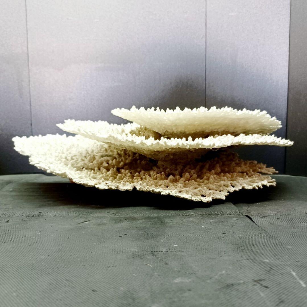 特大 飾り 珊瑚 3段 テーブル サンゴ礁 置物 白 海水魚 水槽 レイアウト