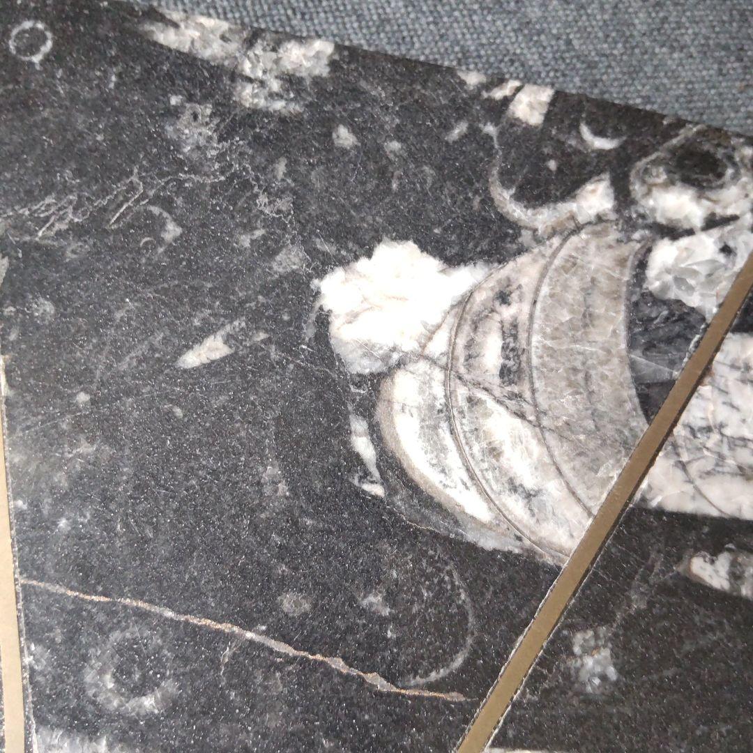 レア！アンモナイト化石 他生物の大理石八角形オブジェプレート！