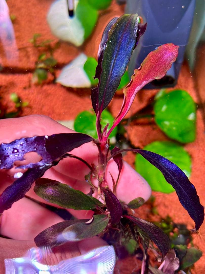 ブセファランドラspゴーストカリマンタン 群生株