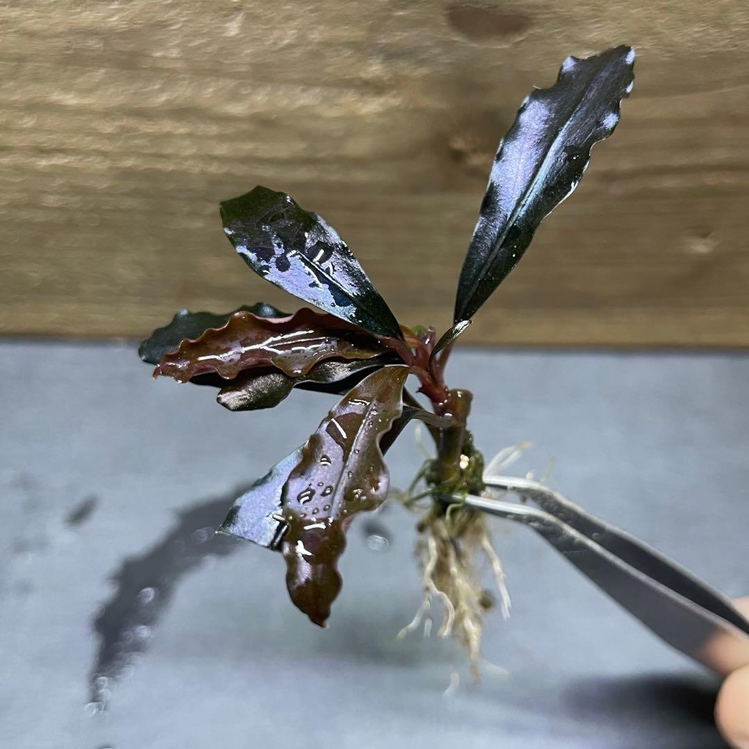 ブセファランドラ ゴーストカリマンタン 2芽【抜き苗】