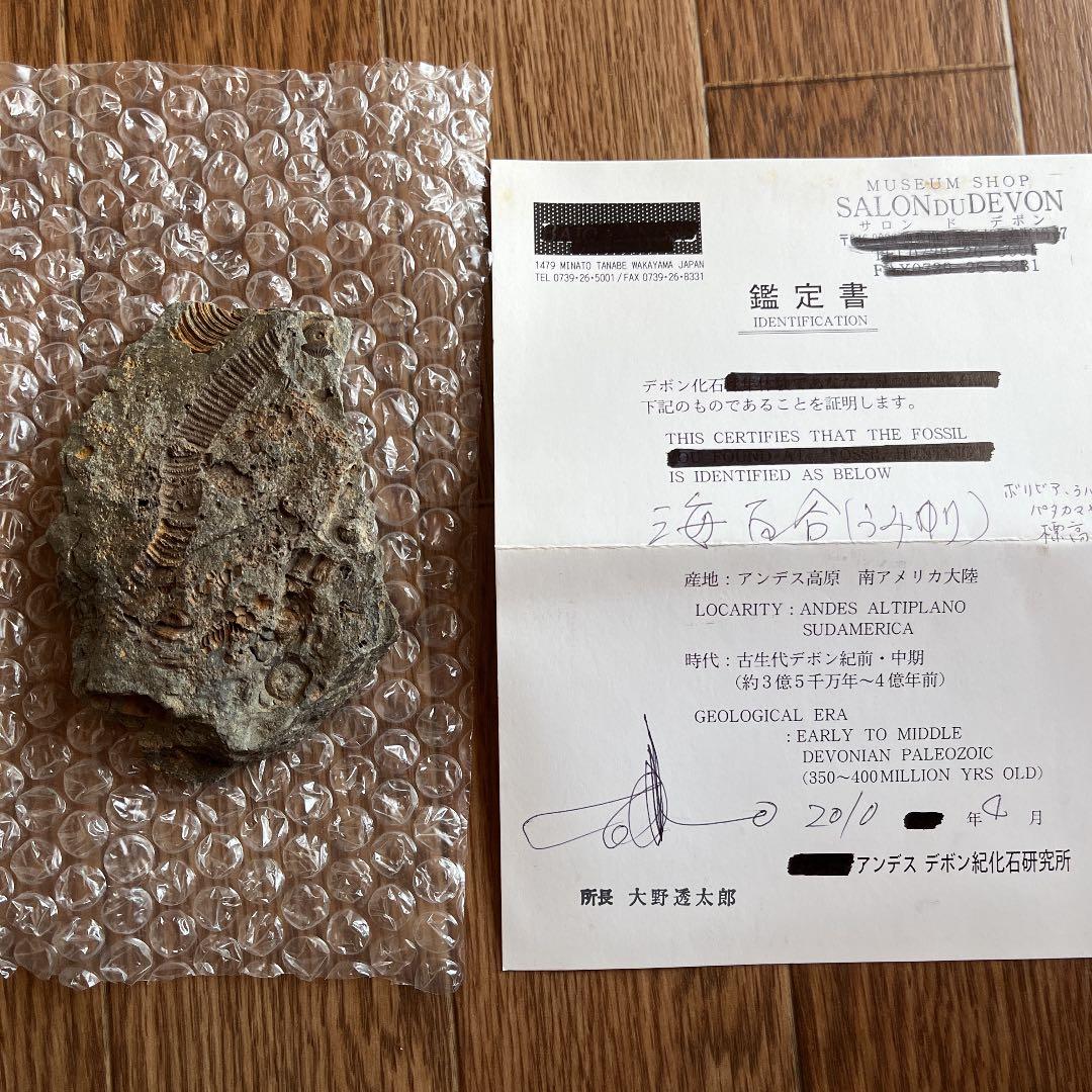 ウミユリ　化石　鑑定書付