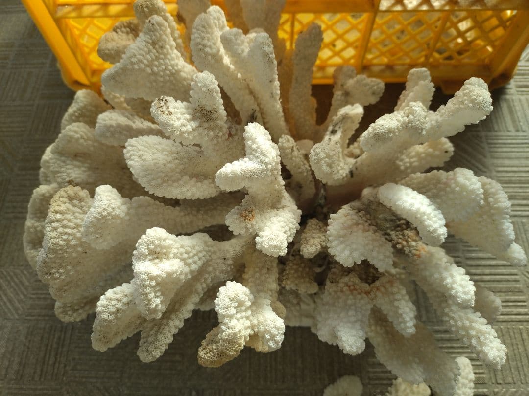 デスロック ホワイトサンゴ おまとめ