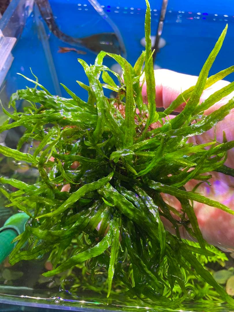 【希少】現物限り　S石3つセット　ミクロソリウム本ナロー 水中葉　溶岩石活着済み