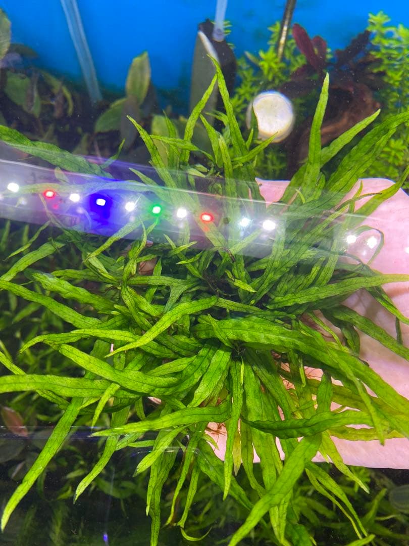 【希少】現物限り　S石3つセット　ミクロソリウム本ナロー 水中葉　溶岩石活着済み