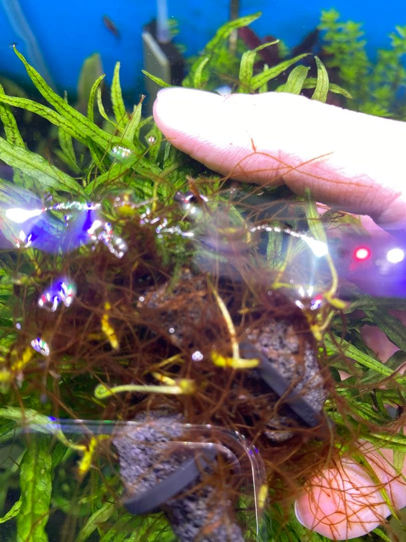 【希少】現物限り　S石3つセット　ミクロソリウム本ナロー 水中葉　溶岩石活着済み