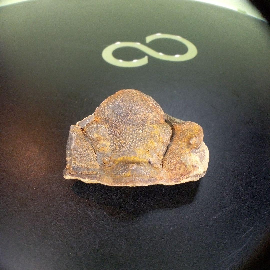 三葉虫　南米産　化石　fossil　ボリビア産　trilobite　南米化石郡②